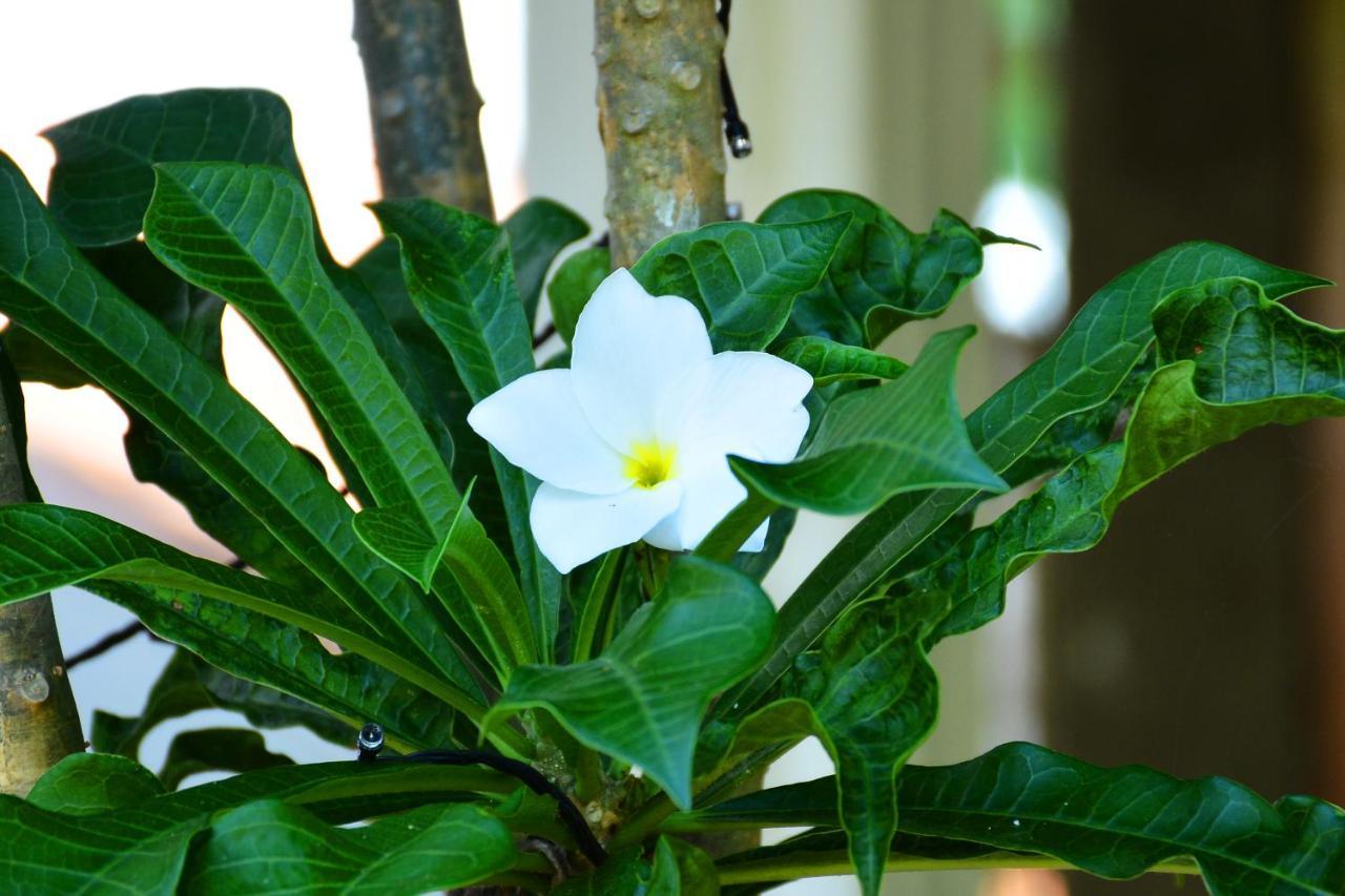 Randu Homestay And Restaurant Tangalle Kültér fotó